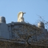 Ancient helmets on the Faculty of Arts building